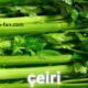 Çeiri